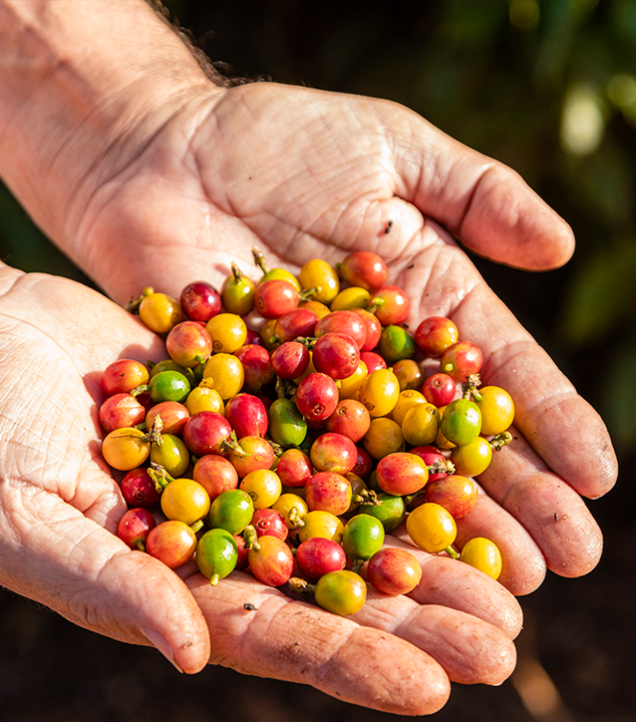 fazenda 2