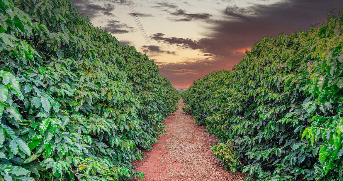 fazenda 3